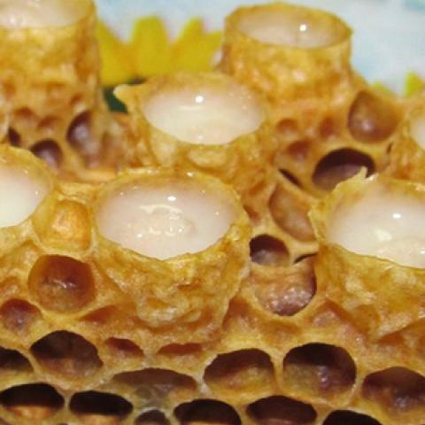 Маточное пчелиное молочко в восковых маточниках
